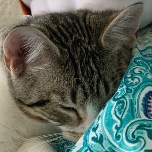 Meet your Posher, Addison